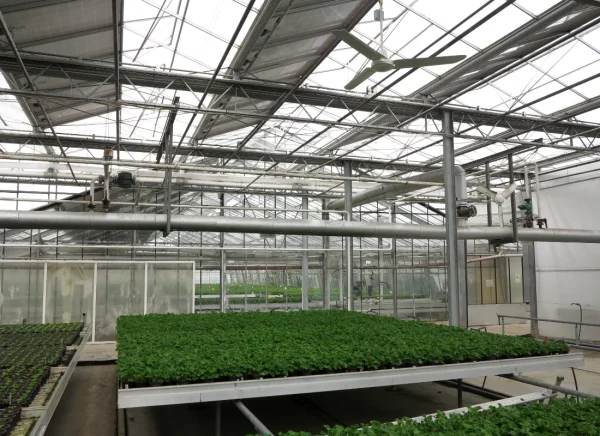 Jak dobrać system wentylacji i cyrkulacji powietrza do szklarni?